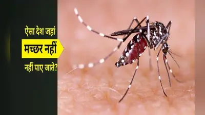 World Mosquito Day 2023 पर जानें ऐसे देश के बारे में जहां पर नहीं है एक भी मच्छर, जानें कैसे करें विजिट