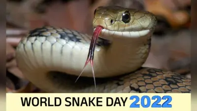 World Snake Day 2022: आज है विश्व सर्प दिवस, जानें कैसे हुई थी इस दिन को मनाने की शुरुआत