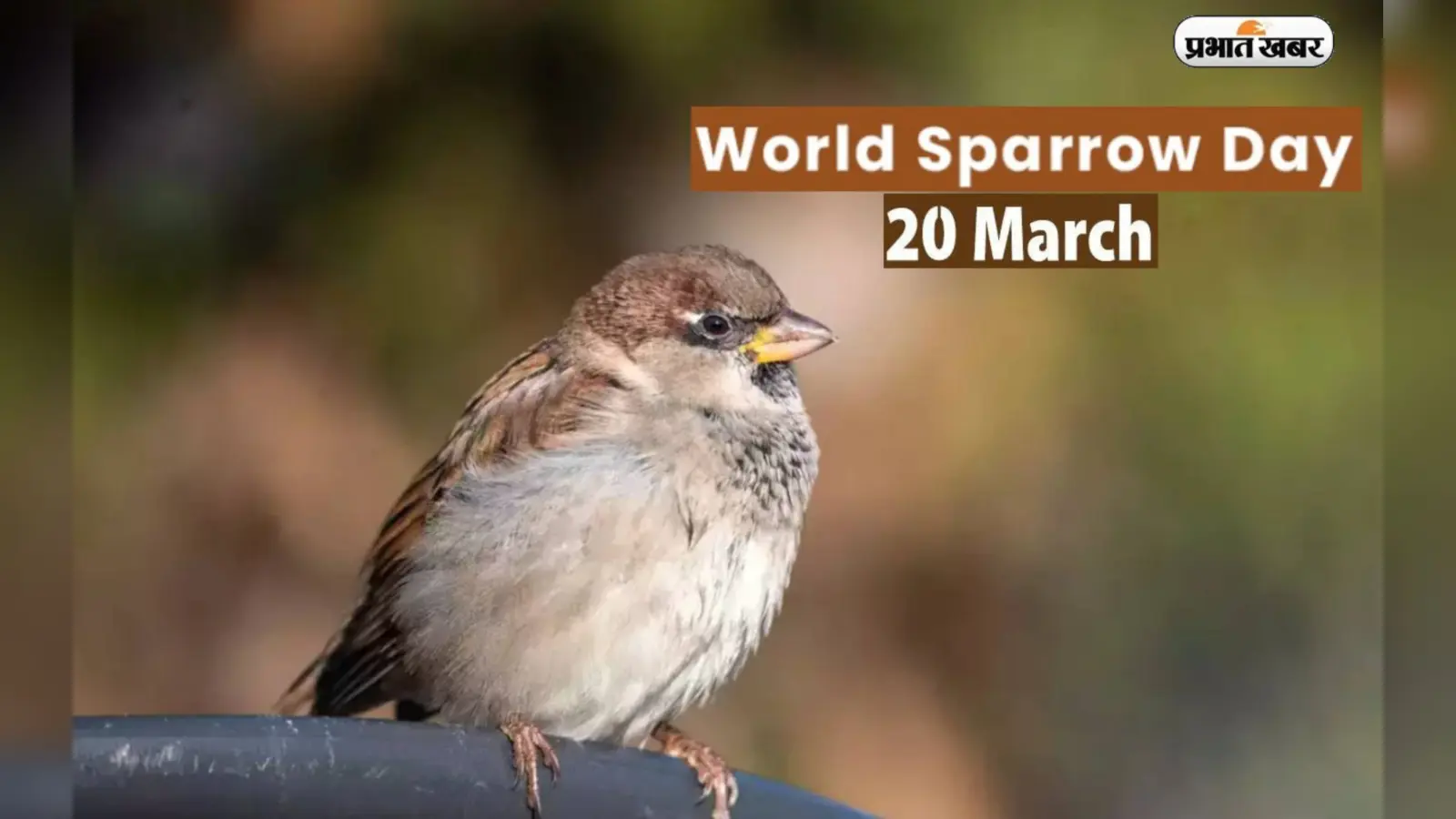 World Sparrow Day 2023: विश्व गौरैया दिवस आज, जानें इतिहास और क्या है इस दिन का महत्व