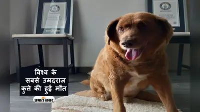 World’s Oldest Dog Died: विश्व के सबसे उम्रदराज कुत्ते की हुई मौत, पहले ऐसे दिया था मौत को चकमा