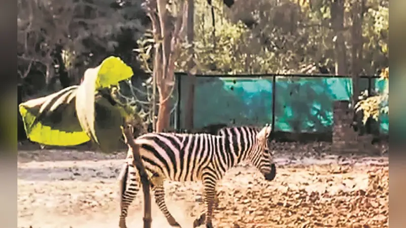Patna Zoo में नहीं थम रहा जानवरों की मौत का सिलसिला, मैसूर जू से आये ZEBRA विक्की की सेप्टीसीमिया से मौत