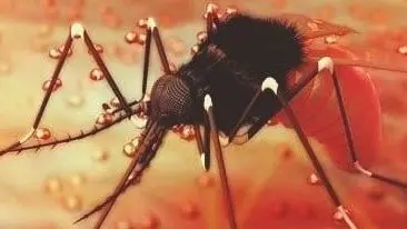 यूपी में जीका वायरस को बढ़ता देख झारखंड में भी बरती जा रही सावधानियां, 150 सैंपल भेजे गए पुणे