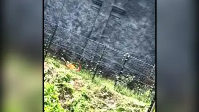 Bengal News: अलीपुर Zoo में शेर से ‘मुलाकात’ करना एक व्यक्ति पर पड़ा भारी, पहुंचा सीधे अस्पताल