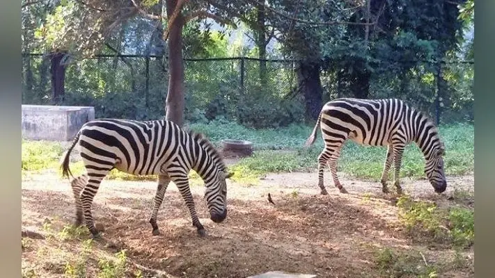 पटना ZOO में स्पैरो अवेयरनेस प्वाइंट का हुआ उद्घाटन, जू में मैसूर से आयेंगे जेबरा, ढोले और हंस