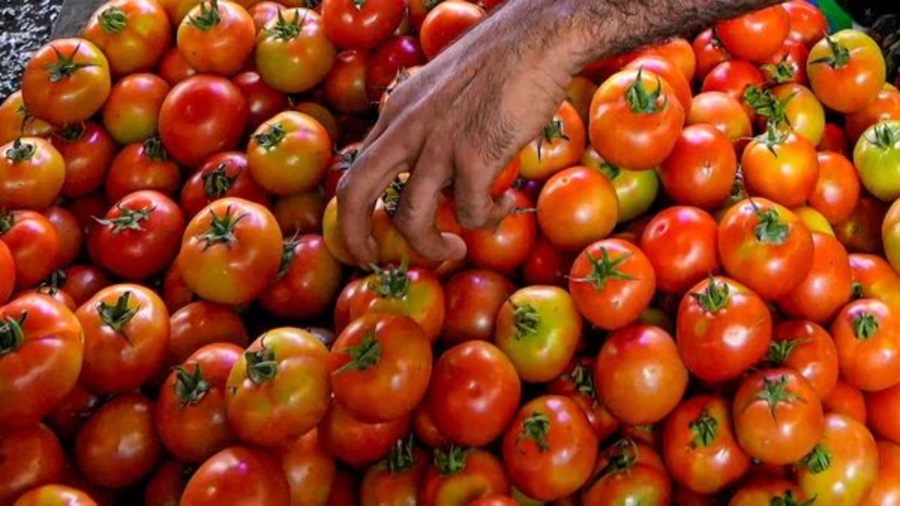 यहां मिलेंगे सस्ते टमाटर, केंद्र सरकार ने खोली दुकान, जानें कितनी होगी कीमत