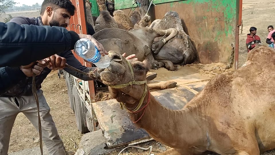 Cattle Smuggling News : झारखंड में गौवंशीय पशुओं व ऊंटों की अवैध तस्करी जोरों पर, ऐसे थम सकती है तस्करी