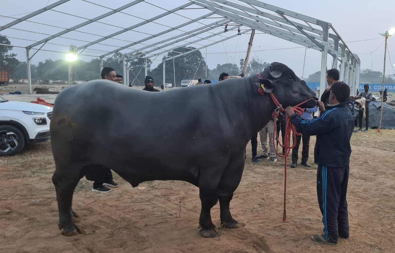 10 करोड़ का गोलू-2 भैंसा साल में कमाता 25 लाख, इसके बच्चे की संख्या जानकर हो जायेंगे हैरान