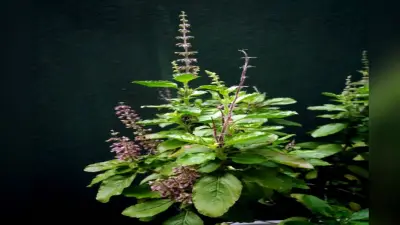 Tulsi Leaves Health Benefits: बड़े ही कमाल की होती हैं तुलसी की पत्तियां, जानें इनके चमत्कारिक लाभ