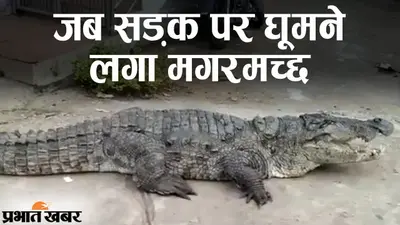 जब कर्नाटक के रिहायशी इलाके में घूमने लगा मगरमच्छ, सोशल मीडिया पर वीडियो वायरल