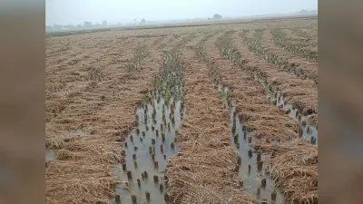 गढ़वा : लगातार बारिश ने किसानों की मेहनत पर फेरा पानी, पकी व कट चुकी फसलों को भारी नुकसान