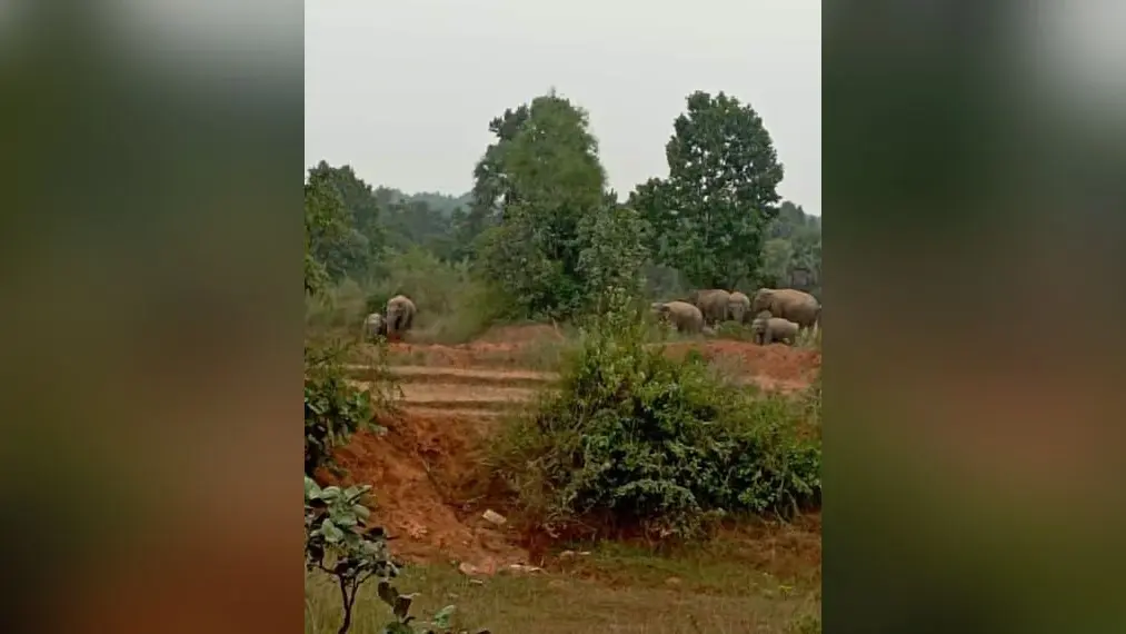 हजारीबाग : बारिश के बाद हाथियों के आतंक ने बढ़ाई किसानों की परेशानी, खलिहान में रखे फसल को किया बर्बाद