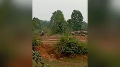 हजारीबाग : बारिश के बाद हाथियों के आतंक ने बढ़ाई किसानों की परेशानी, खलिहान में रखे फसल को किया बर्बाद