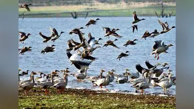 500 वर्ग किमी में फैले हीराकुद डैम में 32 टीमों ने शुरू की पक्षियों की गणना, ओडिशा के जंगल में दिखे काले बाघ