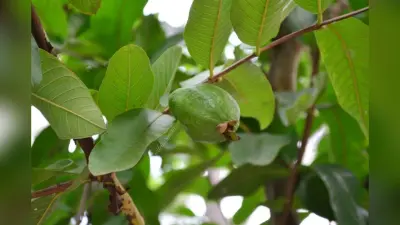 सिर्फ अस्थमा ही नहीं इन बीमारियों के लिए भी कारगर है अमरूद के पत्ते
