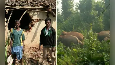 बड़कागांव : घरों में सो रहे थे लोग, रात 2 बजे हाथियों ने किया हमला, कई घर ध्वस्त, लाखों की फसल बर्बाद