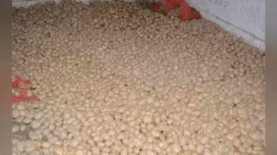 कोलकाता : साढ़े पांच रुपये प्रति किलो की दर से आलू खरीदेगी सरकार