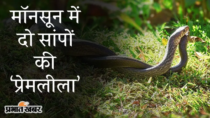 मॉनसून में दो सांपों की ‘प्रेमलीला’, हजारीबाग से सामने आया अद्भुत VIDEO, आपने देखा क्या?