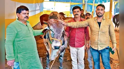 सोनपुर मेला की रौनक बढ़ा रहें मंत्री व विधायकों के घोड़े, गाय व सांड, यहां नंदी और भैंस की कीमत लाखों में