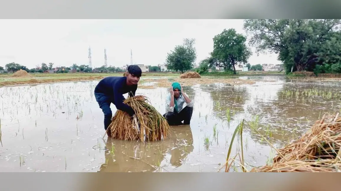 Agra News: तेज बारिश से करोड़ों की फसल तबाह और किसान परेशान, सरकार से मुआवजे की मांग