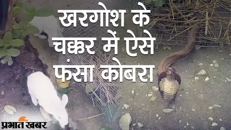 Cobra VS Rabbit Fight: खरगोश के चक्कर में ऐसे फंसा किंग कोबरा, बड़ी मशक्कत के बाद बची जान