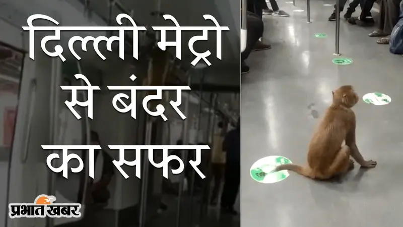 दिल्ली मेट्रो से एक बंदर का सफर, सोशल मीडिया पर वीडियो VIRAL, आपने देखा क्या?
