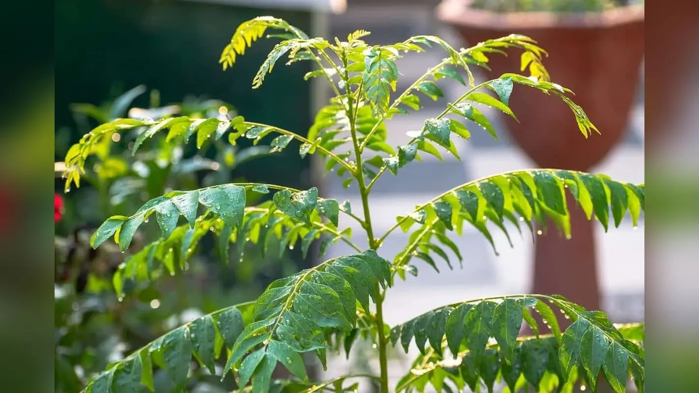 Curry Leaves: सिर्फ शुगर ही नहीं इन बीमारियों के लिए भी रामबाण से कम नहीं है करी पत्ता, जानें खाने के फायदे