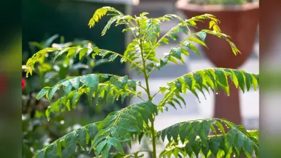 Curry Leaves: सिर्फ शुगर ही नहीं इन बीमारियों के लिए भी रामबाण से कम नहीं है करी पत्ता, जानें खाने के फायदे