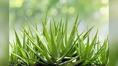 Aloe Vera Benefits: एलोवेरा के सेवन से दूर होती हैं शरीर की ये समस्याएं, जानें खाने का सही तरीका