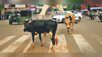 सड़कों पर आवारा पशुओं का आतंक, खामोश बैठा है धनबाद नगर निगम
