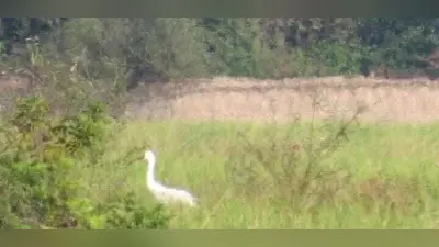 Bihar News: मॉनसून के साथ ही बिहार में आने लगा साइबेरियन पक्षी, देखें तस्वीर