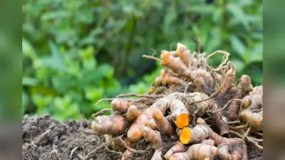 Raw Turmeric Benefits: औषधीय गुणों से भरपूर है कच्ची हल्दी, जानें इसके खाने के फायदे