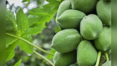 कच्चा पपीता है पोषण का पावरहाउस, पीरियड्स की ऐंठन दूर करने के साथ दिल के लिए भी है फायदेमंद