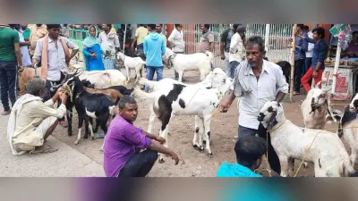 बकरीद से पहले झालवाड़ में सजी बकरे की मंडी, शाहरूख-लालू नाम वाले बकरों का क्रेज सबसे ज्यादा, ये है कीमत