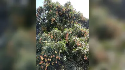 उद्यान विभाग की लापारवाही! 700 हेक्टेयर में आम, लीची के नुकसान का अब तक नहीं मिला मुआवजा, फिर सर्वेक्षण कराएगा विभाग