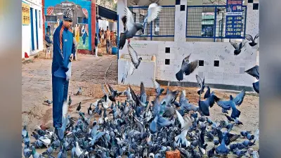 भूल से भी न खिलाएं पक्षियों को ऐसा खाना, वास्तु शास्त्र के हिसाब से भी नहीं है ठीक