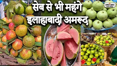 सेब से भी महंगे इलाहाबादी अमरूद, दुकानदार परेशान, खरीदारों को टेस्ट पसंद, दाम से दिक्कत