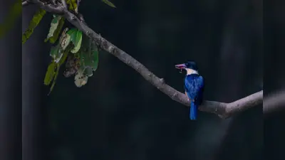 छत्तीसगढ़ के कागेर घाटी राष्ट्रीय उद्यान में 25 फरवरी से पक्षियों का सर्वेक्षण शुरू होगा