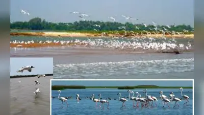 चिल्का में 187 प्रजातियों के 11, 37,759 पक्षी मिले, सबसे ज्यादा नॉर्थ पिनटेल बत्तख