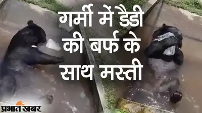 डैडी की बर्फ वाली मस्ती, बंगाल सफारी के भालू का अंदाज देख गर्मी भूल जाएंगे आप