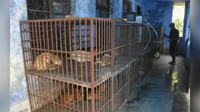 धनबाद : जमाडा के खंडहर हो चुके अस्पताल के बरामदे में टेबल पर हो रहा है लावारिस कुत्तों का बंध्याकरण