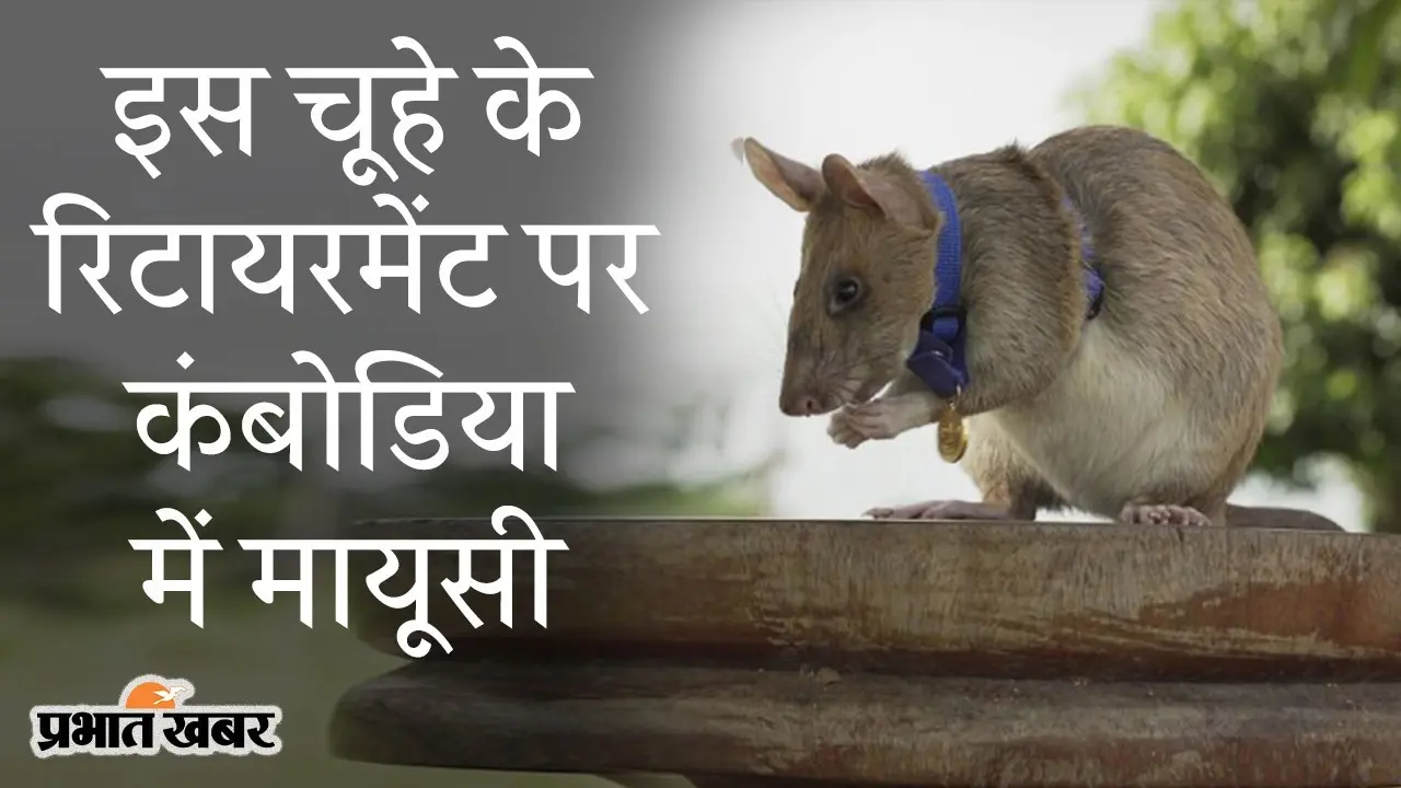 इस चूहे के रिटायरमेंट पर कंबोडिया में मायूसी, 5 साल के करिअर में Magawa ने 71 लैंडमाइंस किए खत्म