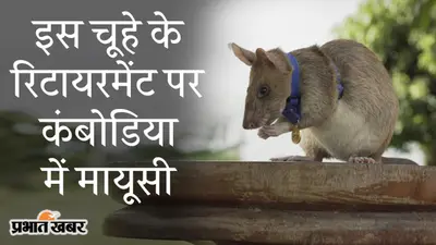इस चूहे के रिटायरमेंट पर कंबोडिया में मायूसी, 5 साल के करिअर में Magawa ने 71 लैंडमाइंस किए खत्म