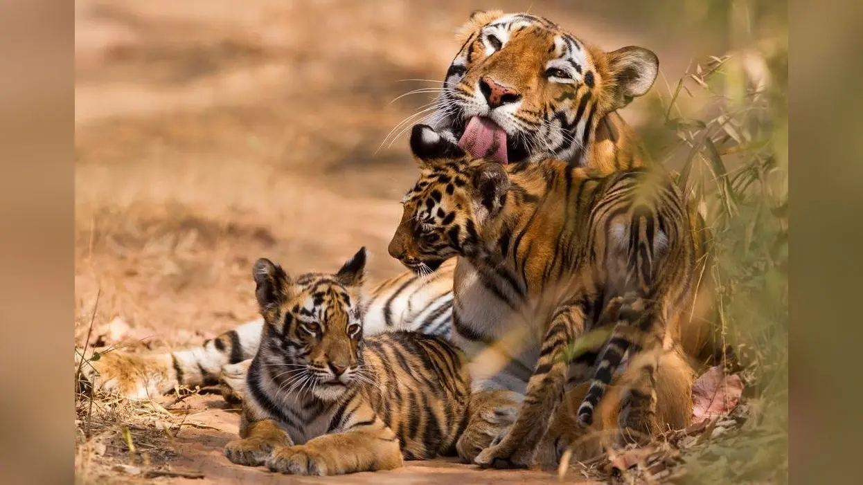 Pilibhit Tiger Reserve: पीलीभीत टाइगर रिजर्व में बना टाइम टेबल, दो शिफ्ट में घूमने की इजाजत
