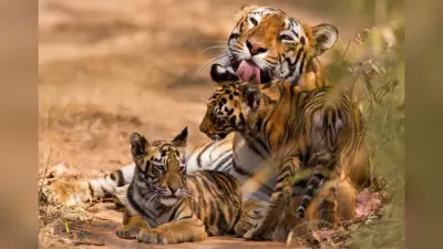 Pilibhit Tiger Reserve: पीलीभीत टाइगर रिजर्व में बना टाइम टेबल, दो शिफ्ट में घूमने की इजाजत