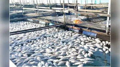 Fisheries: मत्स्य पालन को बढ़ावा देने के लिए शुरू होगी कई नयी पहल