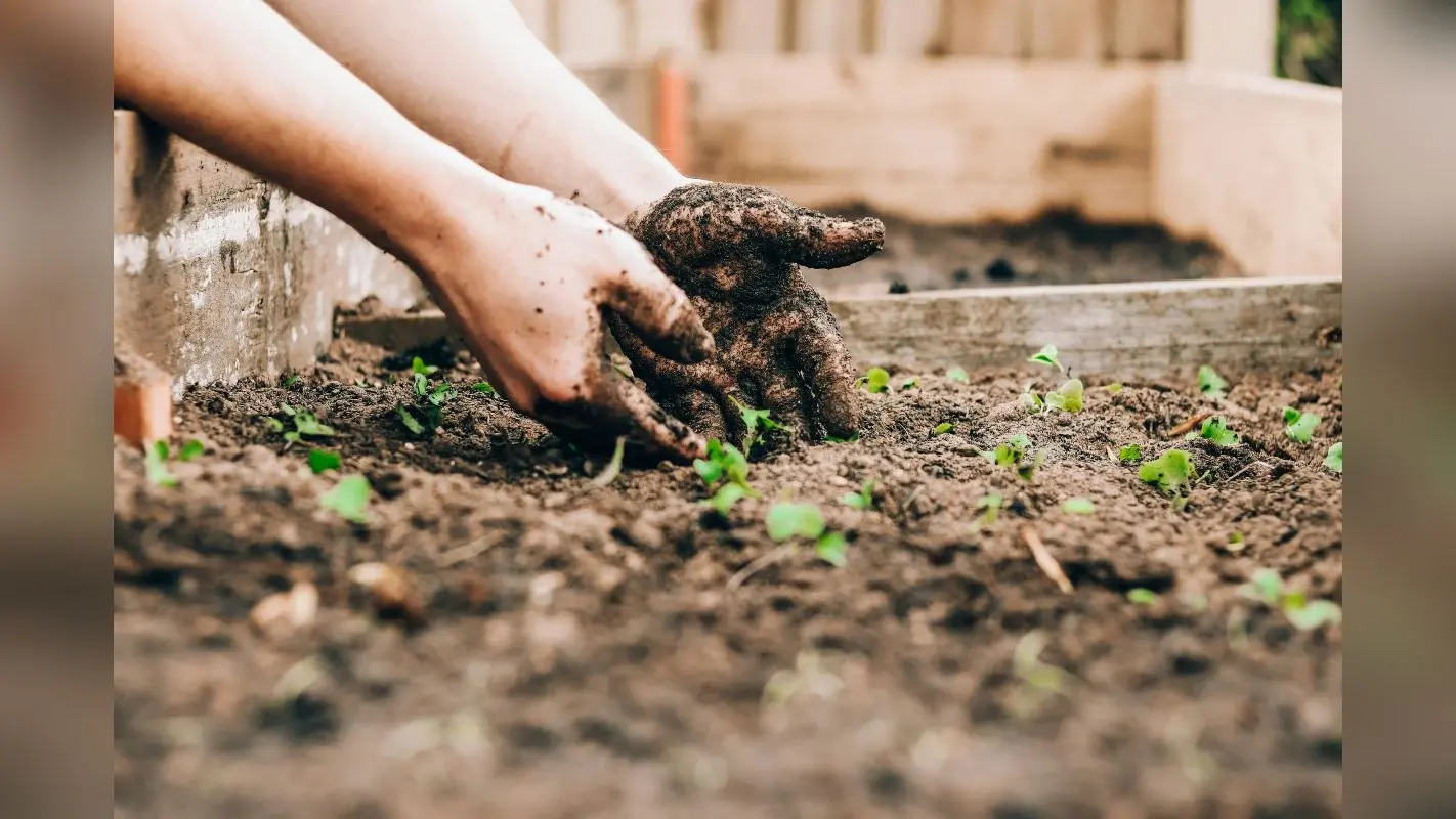 Gardening Tips: स्प्रिंग सीजन में लगाएं ये फूल, घर की खूबसूरती में लगाएंगे चार चांद