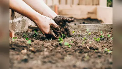 Gardening Tips: स्प्रिंग सीजन में लगाएं ये फूल, घर की खूबसूरती में लगाएंगे चार चांद