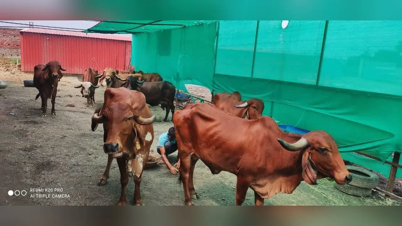 झारखंड में किशन ने शौक से शुरू किया गौपालन, गिर गाय के दूध की इस वजह से बढ़ने लगी डिमांड