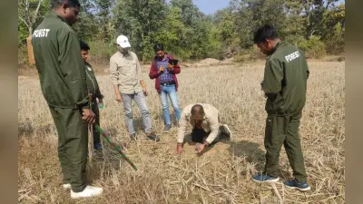 Jharkhand News: गुमला में बाघ का आतंक, कामडारा में चार गायों पर किया हमला, डीएफओ ने की ये अपील