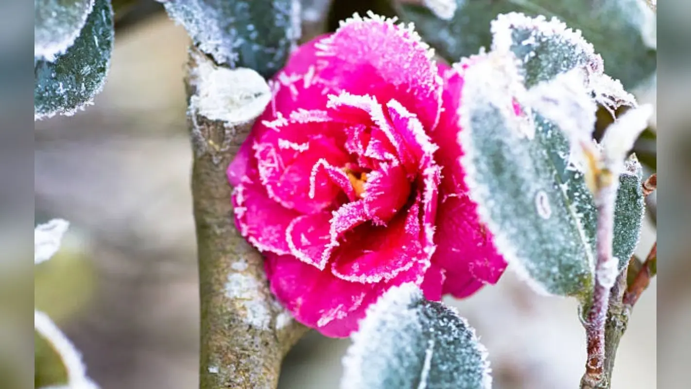 Rose Plant Care in Winter: सर्दियों के मौसम में कैसे करें गुलाब के पौधे की देखभाल, आजमाएं ये 6 टिप्स